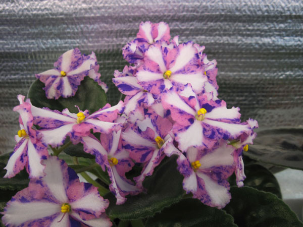 IMG_6523.jpg