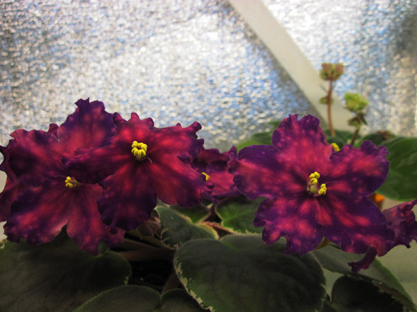 IMG_6544.jpg