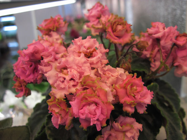 IMG_6550.jpg