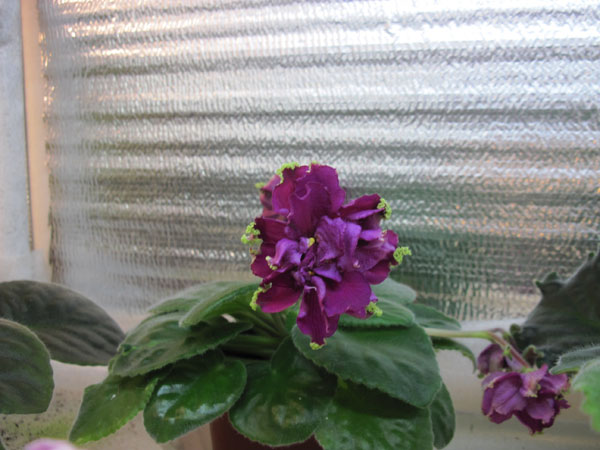 IMG_6557.jpg