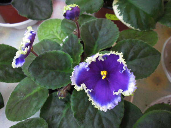 IMG_6563.jpg