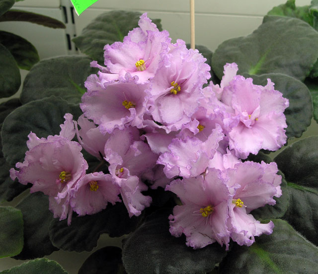 Pink Bonanza
