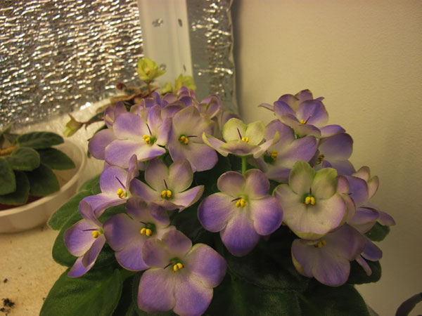 IMG_6584.jpg
