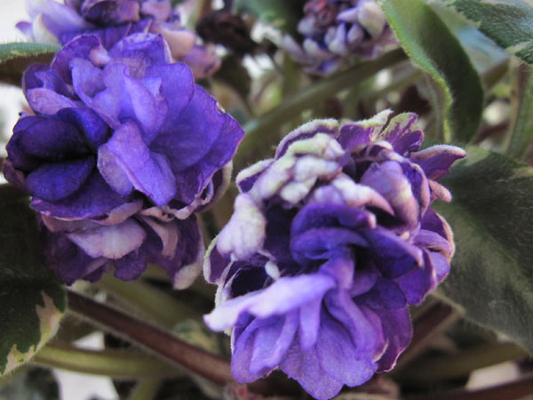 IMG_6605.jpg