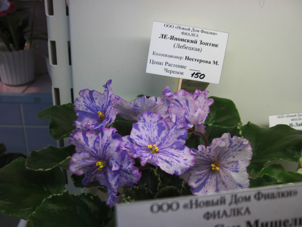 IMG_6673.jpg