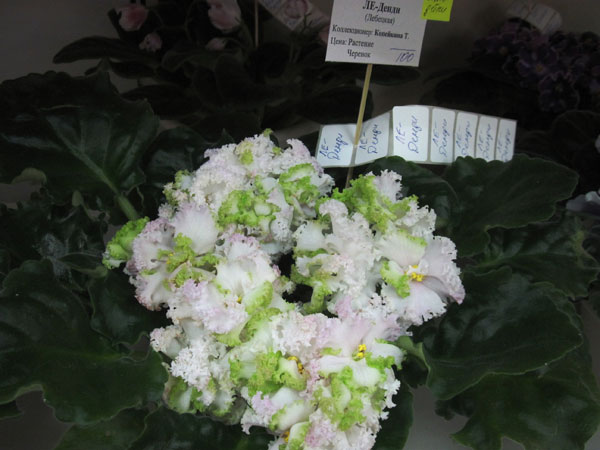 IMG_6679.jpg