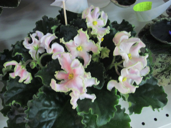 IMG_6685.jpg
