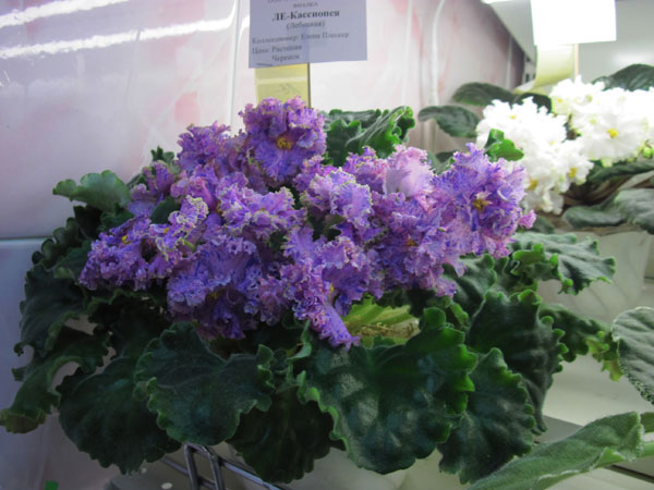 IMG_6730.jpg