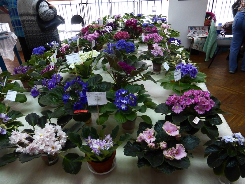 P1040888 (Copy).JPG
