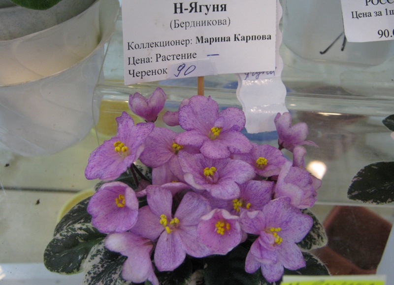 IMG_0350.JPG