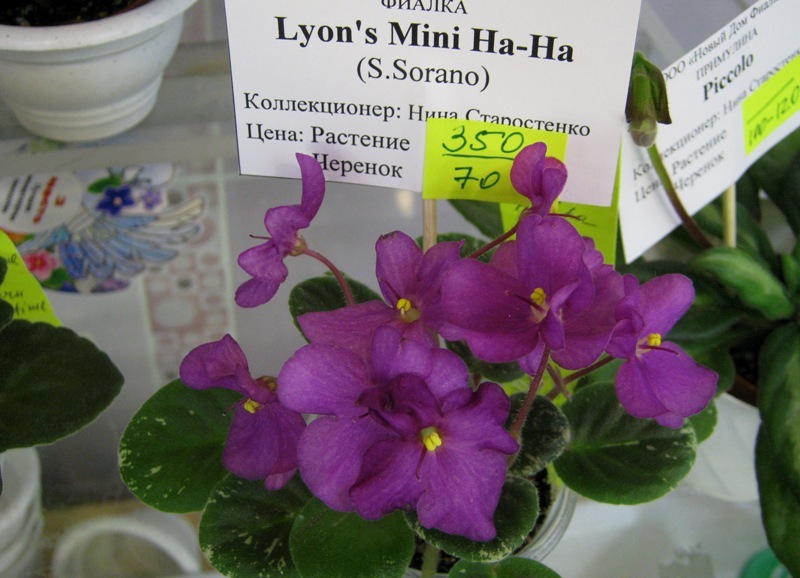 IMG_0377.JPG