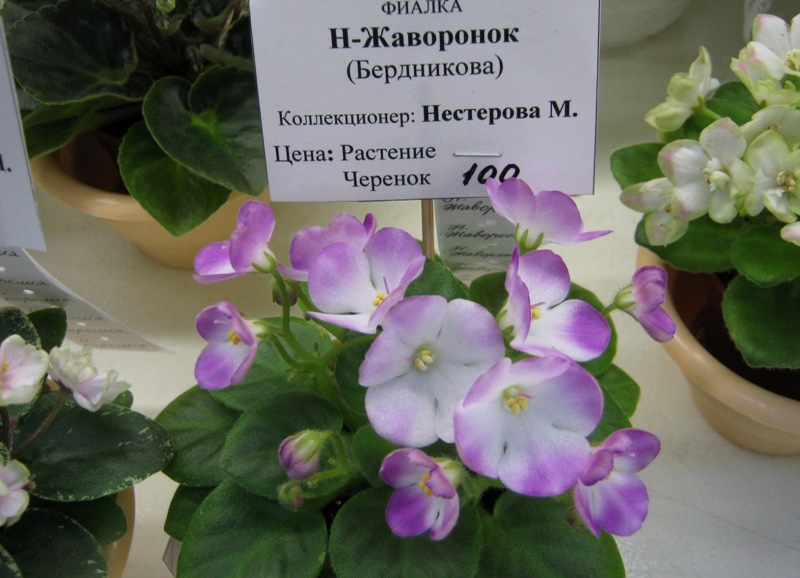 IMG_0407.JPG