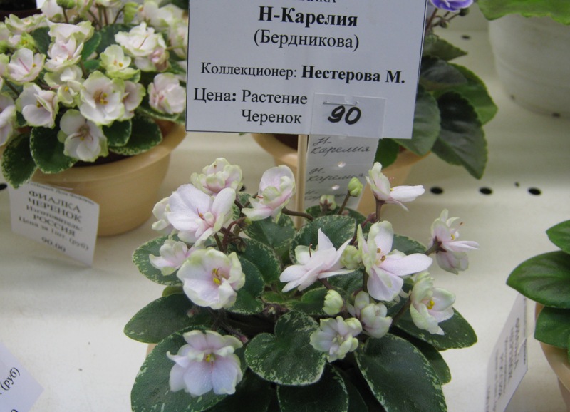 IMG_0408.JPG