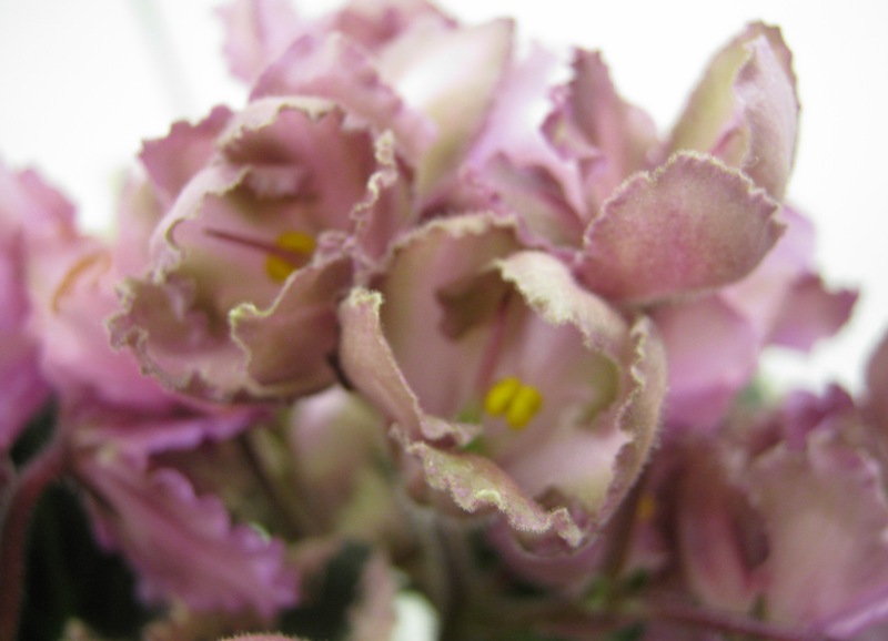 Ивашкина Wild Irish Rose.JPG