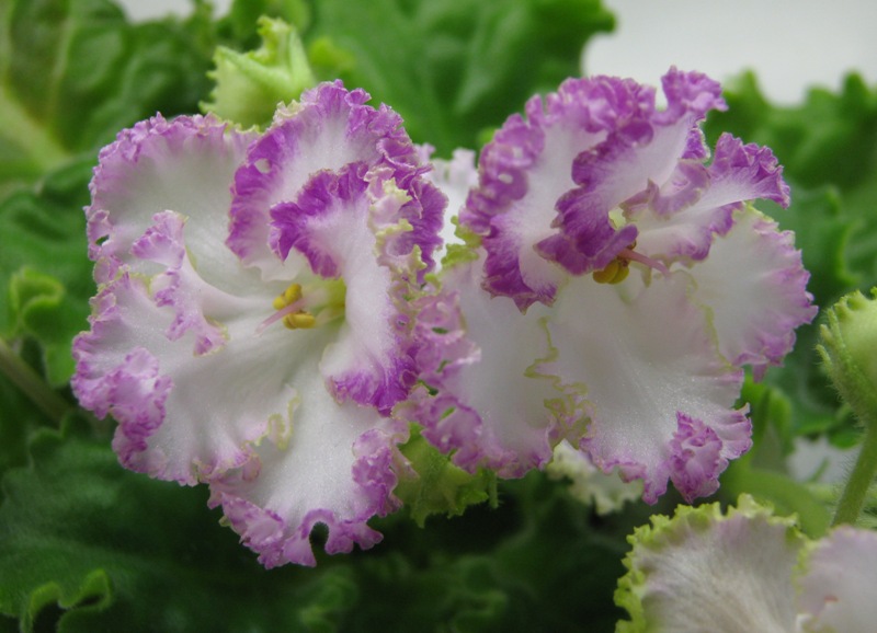 Ивашкина ЛЕ-Коко Шанель.JPG