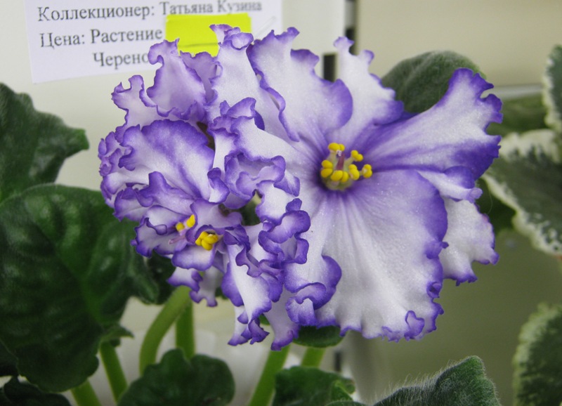 Кузина ЛЕ-Северная Роза.JPG