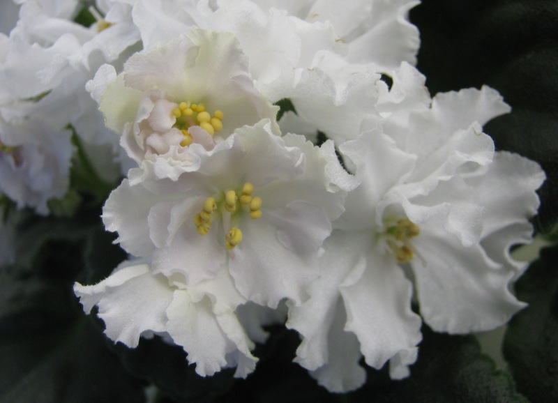 Кузина ЛЕ-Лунная Соната.JPG