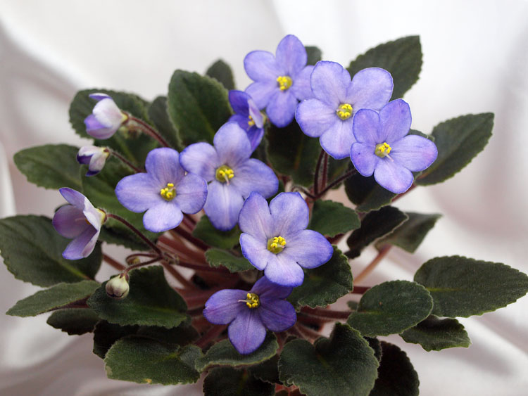 Sea Bells.jpg