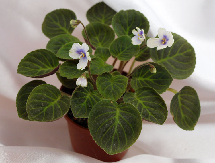 S.clone velutina lite.jpg
