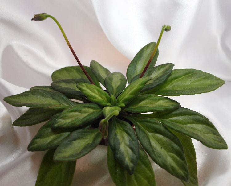 Primulina Piccolo.jpg