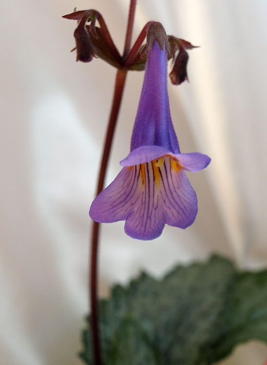 Primulina Diane Marie_.jpg