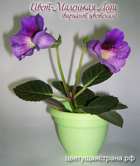 Цвет-Маленькая-Леди-вариант-цветения.jpg