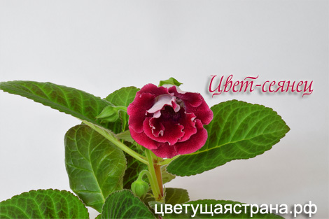 Цвет-сеянец.jpg