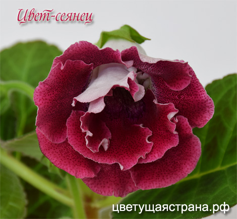 Цвет-сеянец-крупный-план.jpg