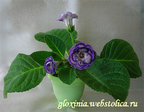 Зазноба.jpg