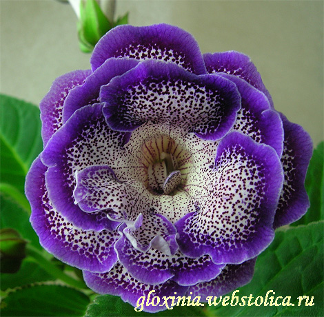 Зазноба-крпл.jpg