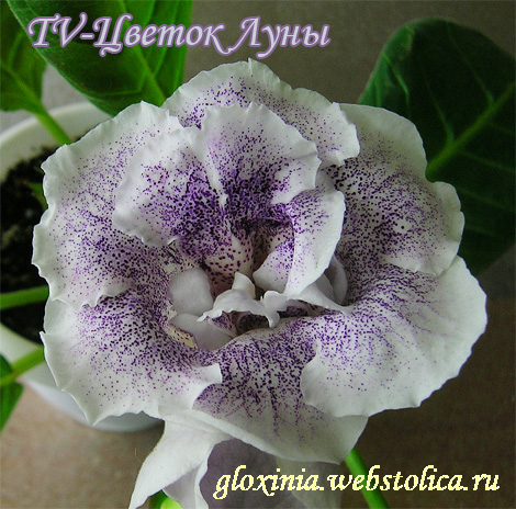 TV-Цветок-Луны-крпл.jpg