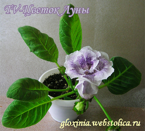 TV-Цветок-Луны.jpg
