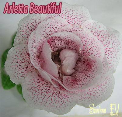 Arletta-Beautiful.jpg
