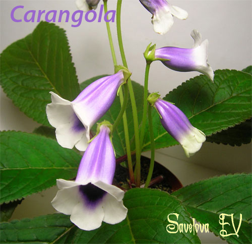 carangola+.jpg