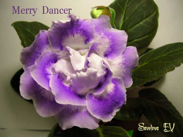 Merry_Dancer_sf.jpg