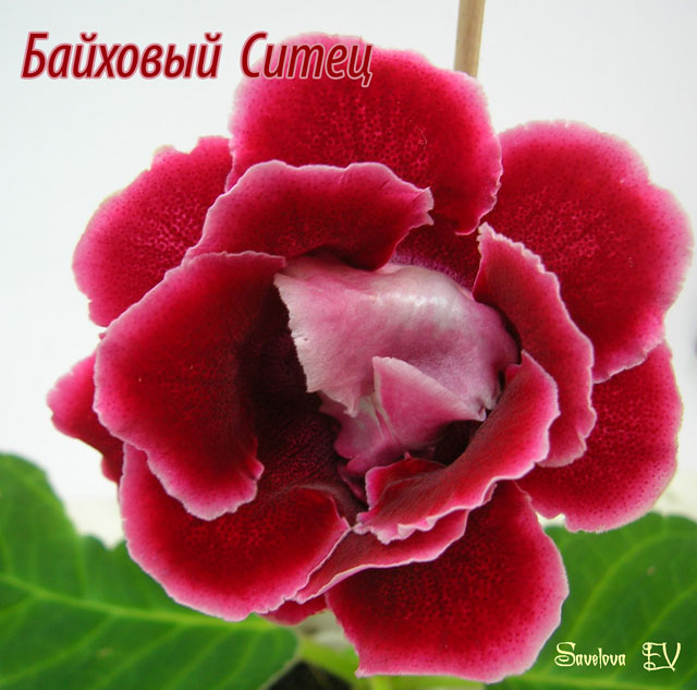 bajhovyj-sitec.jpg