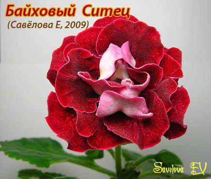 bajhovyj-sitec_86k_sf.jpg