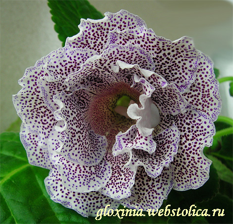 Клеопатра-крпл.jpg