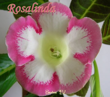 rosalinda.jpg