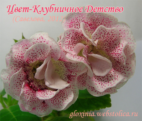 Цвет-Клубничное-Детство-470pi.jpg