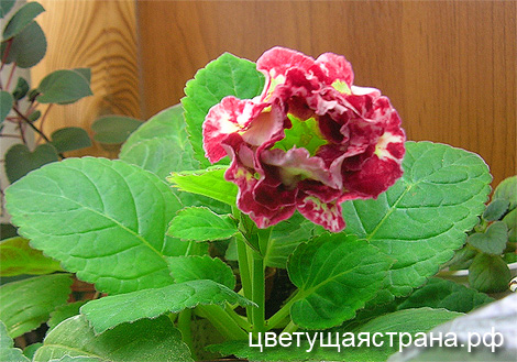 Цвет-Державная-молод.jpg