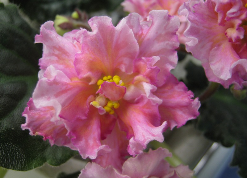 Данилина Sunkissed Rose спорт.JPG