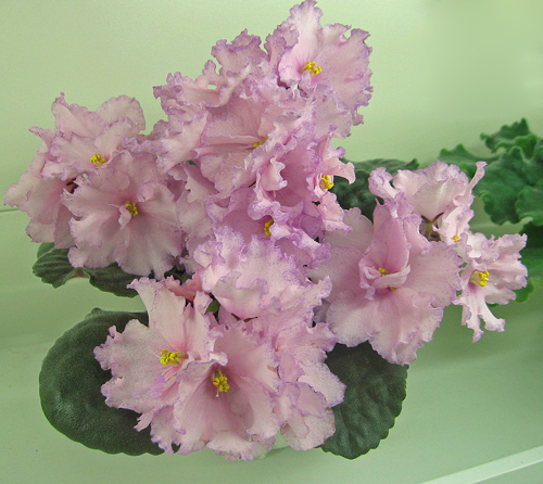 Pink-bonanza-Artem.jpg