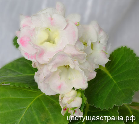 Цвет-Сахарная-Вата1.jpg