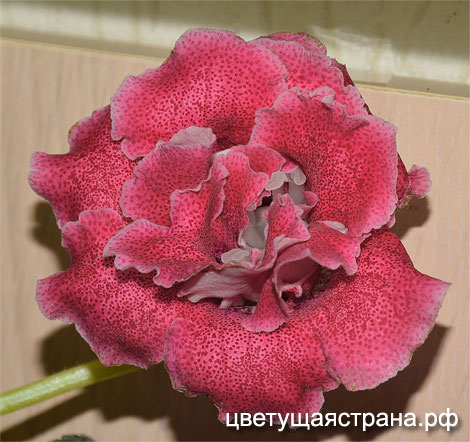 Цвет-Сахарная-Вата-вариант-цветения.jpg