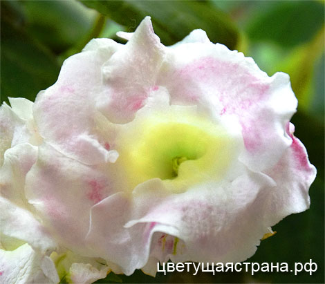 Цвет-Сахарная-Вата.jpg