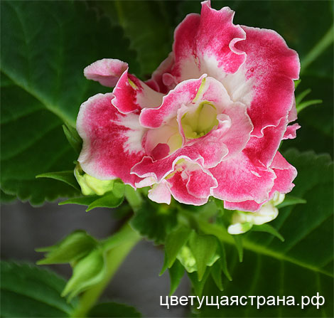 Цвет-Сахарная-Вата2.jpg