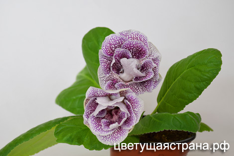 АО-Мурашка-.jpg