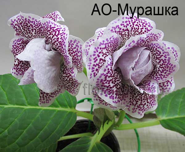 АО-Мурашка-600.jpg