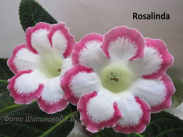 Розалиндочка-600.jpg